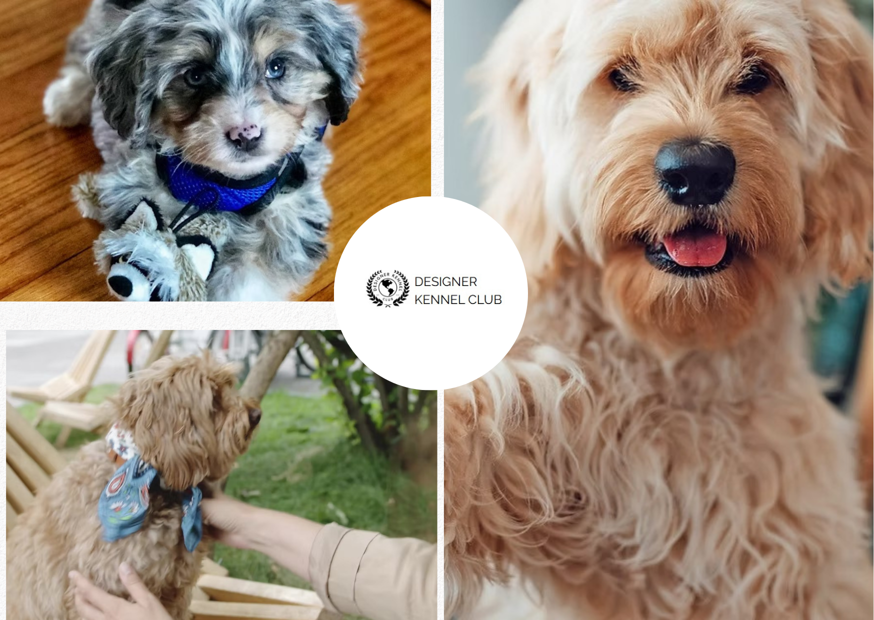 How to Register a Designer Dog Safely Without AKC